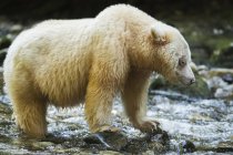 Spirit Bear, o Kermode Bear (Ursus americanus kermodei) en la selva tropical del Gran Oso; Hartley Bay, Columbia Británica, Canadá - foto de stock