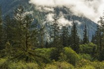 Stimmungsvolle Landschaft mit niedrigen Wolken über dem großen Bärenregenwald, Hartley Bay, Britisch Columbia, Kanada — Stockfoto