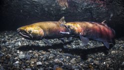 Using a gape threat posture, a female Coho Salmon (also known as Silver Salmon, Oncorhynchus kisutch) challenges another for the rights to spawning territory in an Alaskan stream during the autumn; Alaska, United States of America — Stock Photo