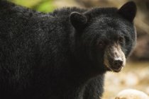 Gros plan d'un ours noir (Ursus americanus), forêt tropicale Great Bear ; Hartley Bay, Colombie-Britannique, Canada — Photo de stock