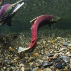 Saumon rouge (Oncorhynchus nerka) femelle fouillant son nid tandis que le mâle garde dans un ruisseau de l'Alaska pendant l'été ; Alaska, États-Unis d'Amérique — Photo de stock