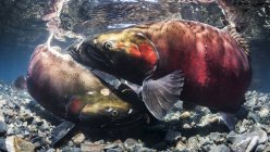 Coho Salmon, also known as Silver Salmon (Oncorhynchus kisutch) false spawning melee in an Alaskan stream during autumn; Alaska, United States of America — Stock Photo