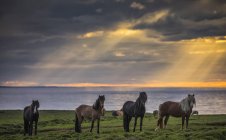 Исландские лошади стоят в ряд на берегу на закате; Хофсос, Исландия — стоковое фото
