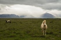 Caballos islandeses con clima tormentoso creando una escena de mal humor, Península Snaefellsness; Islandia - foto de stock