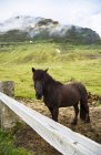 An Icelandic horse stands against the fence in a farmer's field with cloud covered volcanic peaks in the background; Iceland — Stock Photo