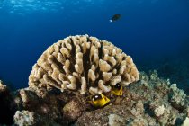 Широкий обзор коралловой головы с рыбой; остров Гавайи, Гавайи, США — стоковое фото