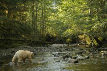 Orso Spirituale o Orso Kermode (Ursus americanus kermodei) pesca nella foresta pluviale del Grande Orso; Baia di Hartley, Columbia Britannica, Canada — Foto stock