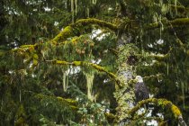 Águila calva (Haliaeetus leucocephalus) sentada en un árbol en la selva tropical del Gran Oso; Hartley Bay, Columbia Británica, Canadá - foto de stock