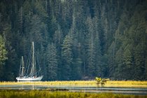 Sailboat in an estuary, Great Bear Raegest; Hartley Bay, Британская Колумбия, Канада — стоковое фото