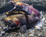 Coho лосося, також відомий як срібло лосося (Тихоокеанський лосось kisutch) в акті нерест в Алясці потоку під час восени; Аляска, Сполучені Штати Америки — стокове фото