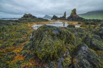 La bassa marea rivela un mondo lussureggiante di vita sott'acqua lungo la costa degli Stranieri; Djupavik, fiordi occidentali, Islanda — Foto stock