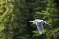 Great Blue Heron (Ardea herodias) in volo, Great Bear Rainforest; Hartley Bay, British Columbia, Canada — Foto stock