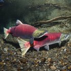 A courting male Sockeye Salmon, also known as Red Salmon (Oncorhynchus nerka), crosses over a female in an Alaskan stream during the summer; Alaska, United States of America — Stock Photo