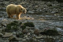 Spirit Bear, ou Kermode Bear, (Ursus americanus kermodei) marchant dans un ruisseau de la forêt tropicale Great Bear ; Hartley Bay, Colombie-Britannique, Canada — Photo de stock