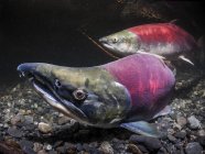 Sockeye salmon fishes swimming under water — Stock Photo