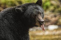 Primer plano de un oso negro (Ursus americanus) con su lengua sobresaliendo, Great Bear Rainforest; Hartley Bay, Columbia Británica, Canadá - foto de stock