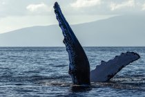 Scenic view of humpback whale showing tail over the water — Stock Photo
