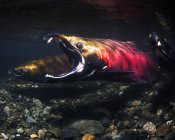 Щоб encouage його помічник на нерест, чоловічий Coho лосося, також відомий як срібло лосося (Тихоокеанський лосось kisutch) зяє в Аляски потік протягом осені; Аляска, Сполучені Штати Америки — стокове фото