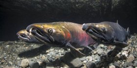 Alpha male Coho Salmon, also known as Silver Salmon (Oncorhynchus kisutch) maintains his position just ahead of a rival effectively blocking it's view of the female on his other side in an Alaskan stream during autumn; Alaska — Stock Photo