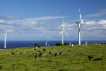 Turbinas eólicas em um parque eólico e gado em um pasto, Upolu Point, North Kohala, Island of Hawaii, Hawaii, Estados Unidos da América — Fotografia de Stock