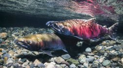 A courting male Coho Salmon, also known as Silver Salmon (Oncorhynchus kisutch) crosses over a female in an Alaskan stream during the autumn; Alaska, United States of America — Stock Photo