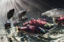 During September, Sockeye and Coho salmon (Oncorhynchus nerka and kisuch) intermingle during their spawning migration in an Alaskan stream; Alaska, United States of America — Stock Photo