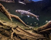 Coho Lachs (auch bekannt als Silberlachs, Oncorhynchus kisutch) lauert im Frühling in der Nähe eines Biberdamms in einem kupfernen Fluss-Delta-Strom; alaska, Vereinigte Staaten von Amerika — Stockfoto