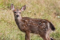 Cute white-tailed deer in wild nature — Stock Photo