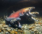 Saumon coho, également connu sous le nom de saumon argenté (Oncorhynchus kisutch) en frai dans le cours d'eau tributaire de la rivière Sheridan (delta de la rivière Copper) à l'automne ; Alaska, États-Unis d'Amérique — Photo de stock