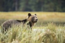 Grizzli (Ursus arctos horribilis) marchant dans les herbes de carex de la forêt pluviale du Grand Ours ; Hartley Bay, Colombie-Britannique, Canada — Photo de stock