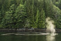 Горбатые киты (Megaptera novaeangliae) пузырчатая сетка, Грейт-Беар тропический лес; Хартли-Бей, Британская Колумбия, Канада — стоковое фото