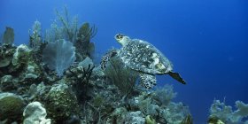 Tartaruga marina di Hawksbill (Eretmochelys imbricata); Belize — Foto stock