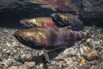 Female Coho Salmon, also known as Silver Salmon (Oncorhynchus kisutch) with alpha male contenders in an Alaskan stream during autumn; Alaska, United States of America — Stock Photo