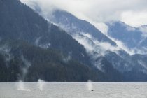 Ballenas jorobadas (Megaptera novaeangliae) respirando aire antes de bucear en las aguas de la Gran Selva Tropical del Oso; Hartley Bay, Columbia Británica, Canadá - foto de stock