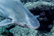 Sandbar Shark (Carcharhinus plumbeus) com parasitas perto de suas fendas branquiais que foram fotografadas enquanto mergulhava na Ilha Ni 'ihau, Havaí, durante a primavera; Kauai, Havaí, Estados Unidos da América — Fotografia de Stock