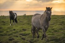 Исландские лошади, идущие вдоль океана на закате; Хофсос, Исландия — стоковое фото