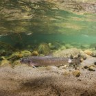 Круглая рыба, инфицированная простейшей сапролегнией, на своей кадальной педали в ручье Аляски — стоковое фото
