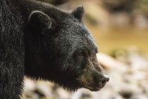 Primer plano de la cabeza de un oso negro (Ursus americanus), Great Bear Rainforest; Hartley Bay, Columbia Británica, Canadá - foto de stock