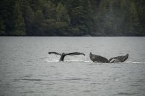 Ballenas jorobadas (Megaptera novaeangliae) trepan mientras las ballenas bucean; Hartley Bay, Columbia Británica, Canadá - foto de stock