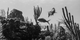 Vida marina en la Barrera de Coral de Belice vista mientras bucea en el sitio de buceo Secret Spot, Atolón Turneffe; Belice - foto de stock