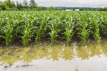 Coltivazione agricola in un campo inondato di acqua piovana in eccesso a causa degli effetti del cambiamento climatico; Quebec, Canada — Foto stock