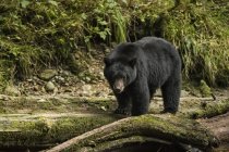 Pêche de l'ours noir (Ursus americanus) dans la forêt pluviale du Grand Ours ; Hartley Bay, Colombie-Britannique, Canada — Photo de stock