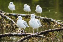 Seagulls sitting on a branch in the water, Great Bear Rainforest; Hartley Bay, British Columbia, Canada — Stock Photo