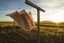 Tejido en un tendedero que sopla en el viento al atardecer; Vik, Islandia - foto de stock