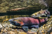 Saumon coho femelle, également connu sous le nom de saumon argenté (Oncorhynchus kisutch) courtisé par un cric dans un cours d'eau de l'Alaska à l'automne ; Alaska, États-Unis d'Amérique — Photo de stock