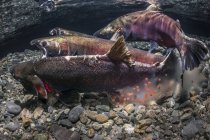 Coho Salmon, noto anche come Silver Salmon (Oncorhynchus kisutch) nell'atto di deporre le uova in un ruscello dell'Alaska durante l'autunno; Alaska, Stati Uniti d'America — Foto stock