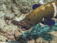 Павич морський окунь (Cephalopholis argus) плаває по з хижі риби в її рот off Кауаї, Гаваї, протягом весни; Кауаї, Гаваї, США — стокове фото