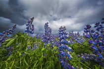 Lupines in the Icelandic landscape, Snaefellsness Peninsula; Iceland — Stock Photo