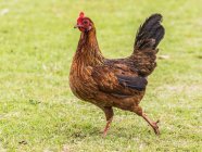 Freilaufende Hühnerhühner (weibliche Gallus gallus domesticus), eines von vielen freilaufenden Hühnern, die auf den hawaiianischen Inseln zu finden sind; kauai, hawaii, vereinigte Staaten von Amerika — Stockfoto