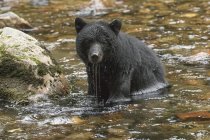Pêche de l'ours noir (Ursus americanus) dans un cours d'eau de la forêt pluviale du Grand Ours ; baie Hartley, Colombie-Britannique, Canada — Photo de stock